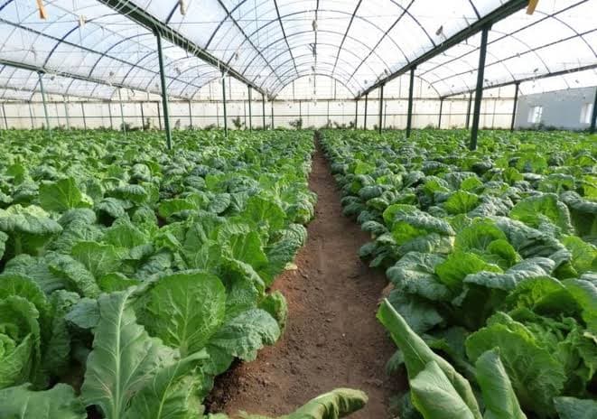 Greenhouse operations