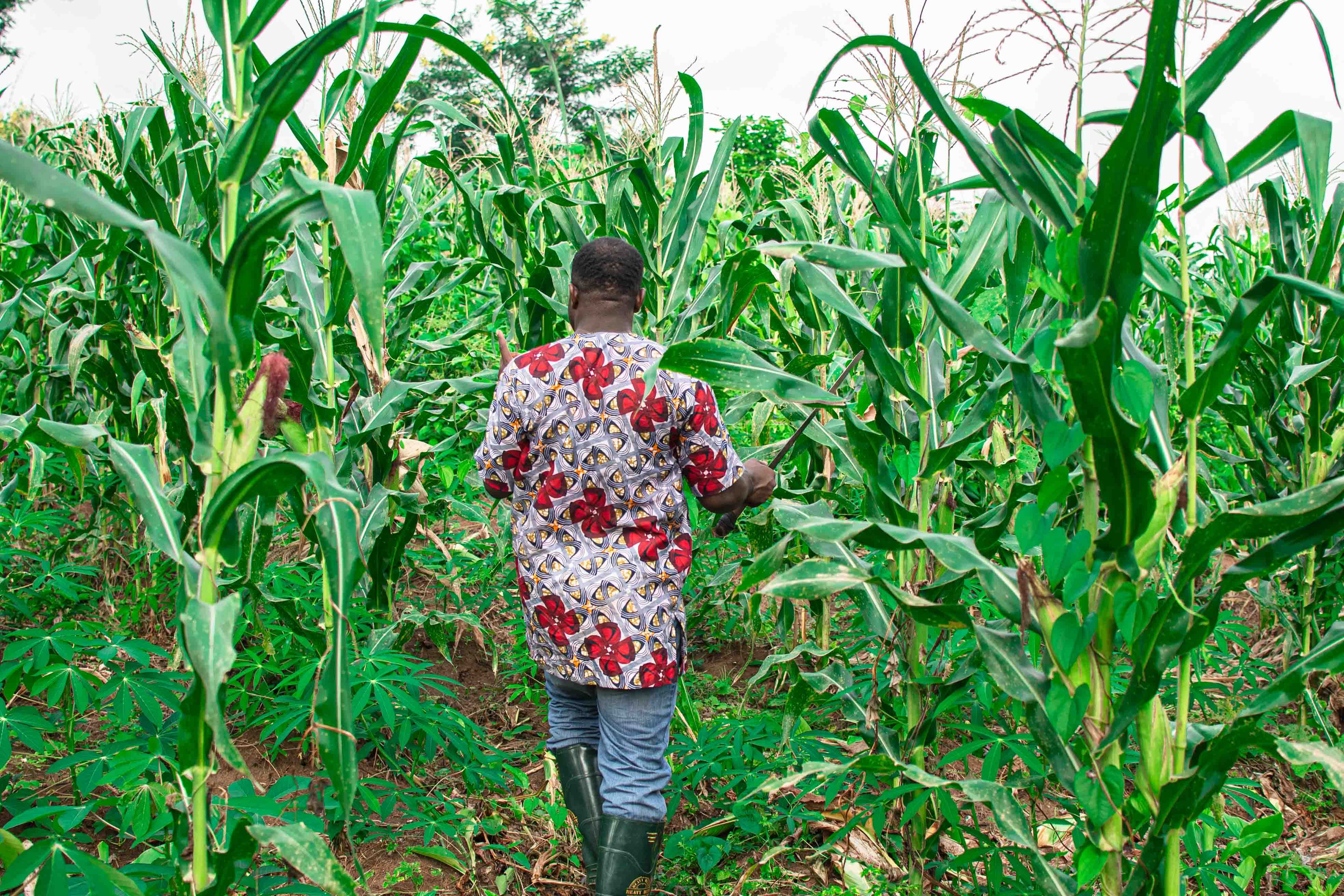 Farmer working the land